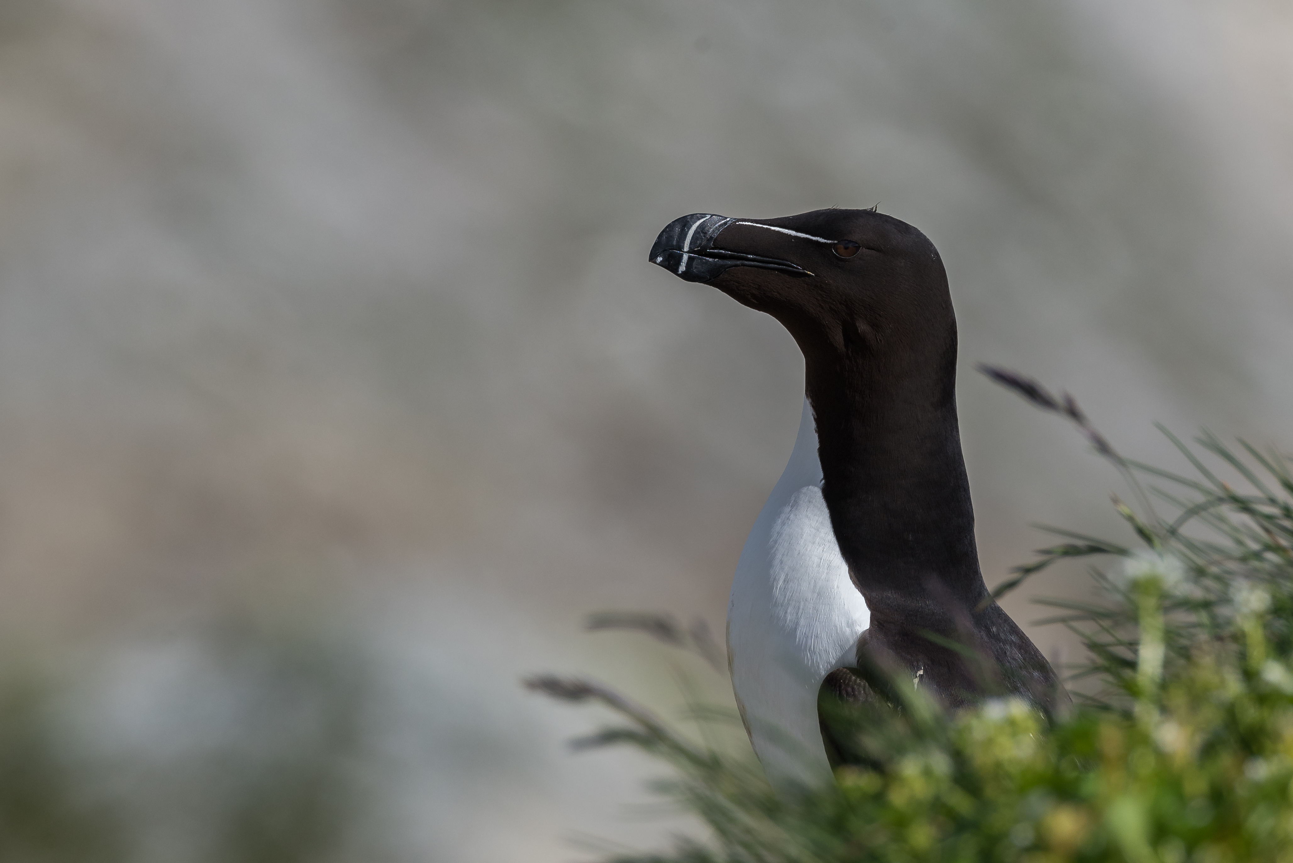 Razorbill 